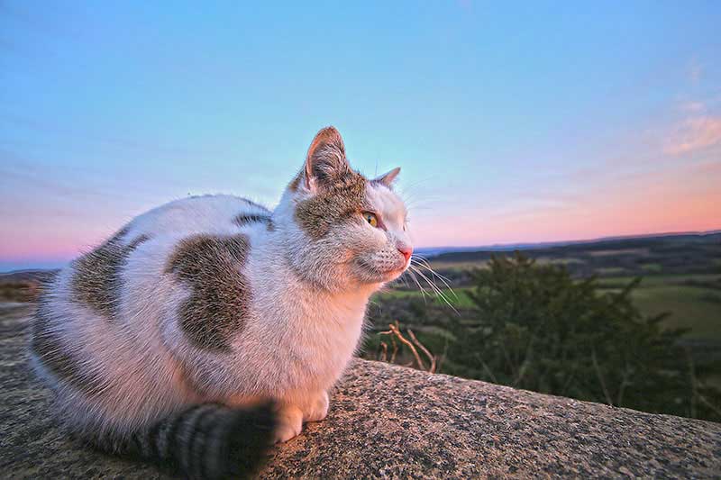 Eine Katze genießt den Sonnenuntergang.