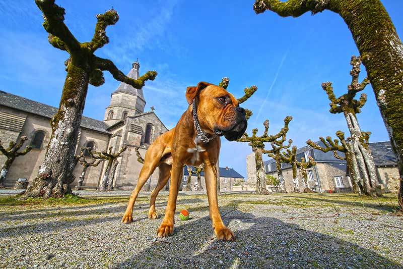 Hund auf einem Kirchenplatz