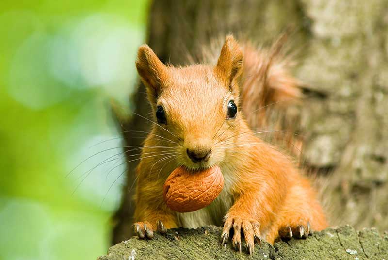 Eichhörnchen haben in der Regel keine Geldsorgen.