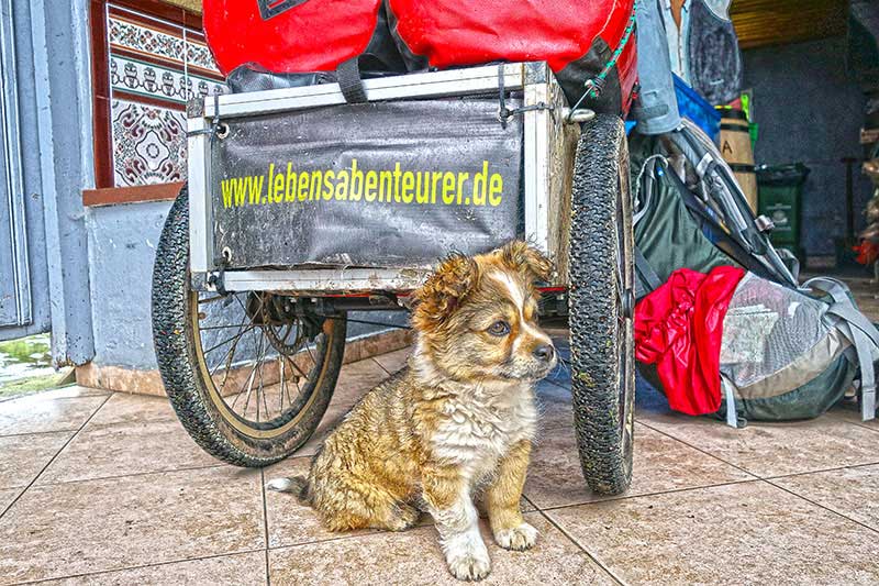 Ein Hund begleitete die Beiden für drei Tage