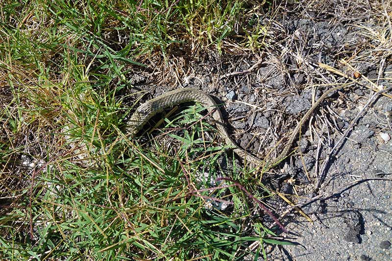 Eine Schlange versteckt sich im Gras.