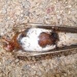 ameisen essen kadaver