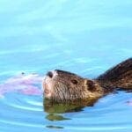 bisamratte im wasser