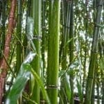 bambus gras
