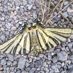 Papilio machaon schwalbenschwanz