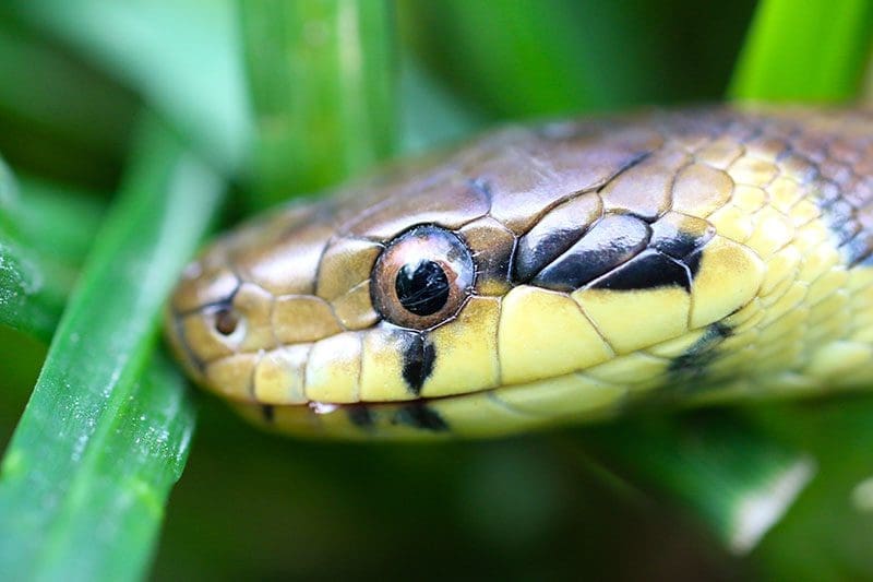 Schlangen haben Ohren – und obendrein ein empfindliches Gehör