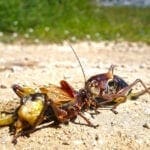 kannibalismus bei insekten