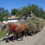 landwirtschaft rumaeinien