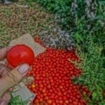 Ohne die Lebensmittelverschwendung wie hier im Falle der Tomaten, gäbe es keinen Hunger auf der Erde.