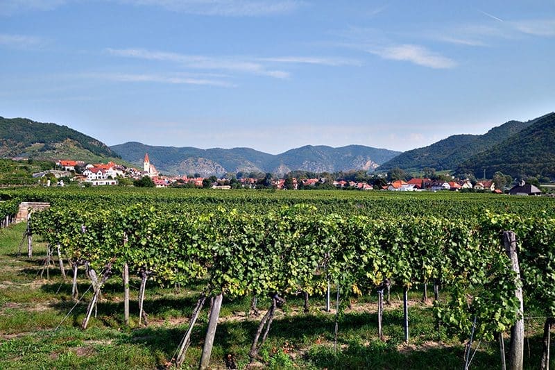 Weinfelder in Österreich