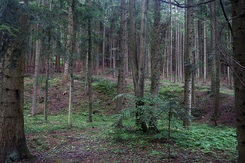 Der Waldboden kühlt einen liegenden Körper ohne Unterlage schnell aus.