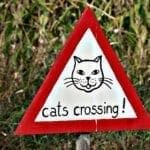 cats crossing