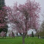 kirschbaum in bluete