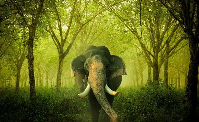 Wo die grossen Elefanten spazieren gehen, ohne sich zu stossen!