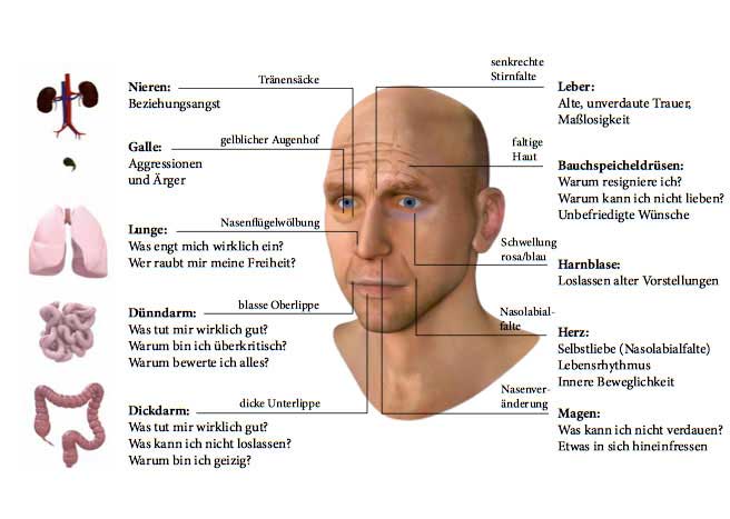 Mit Hilfe der Antlitzdiagnose lassen sich Krankheiten und Organschwächen am Gesicht erkennen. (Grafik: mvg-Verlag)