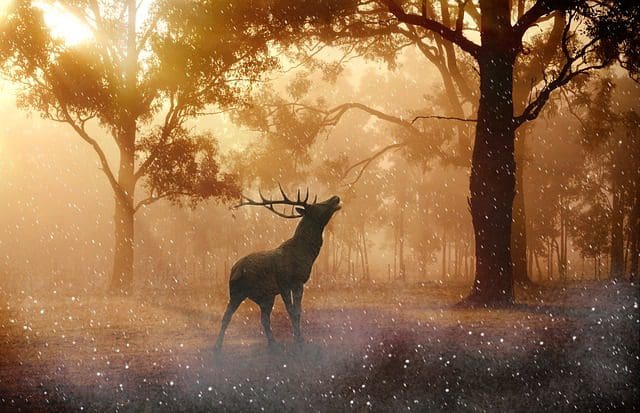 Der Hirsch ist das Krafttier des Nordens.