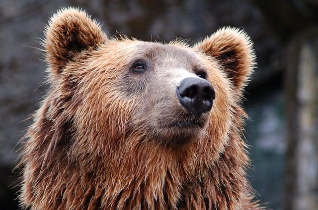 Der Bär steht als Krafttier für Lebenskraft, Mut und Instinkt