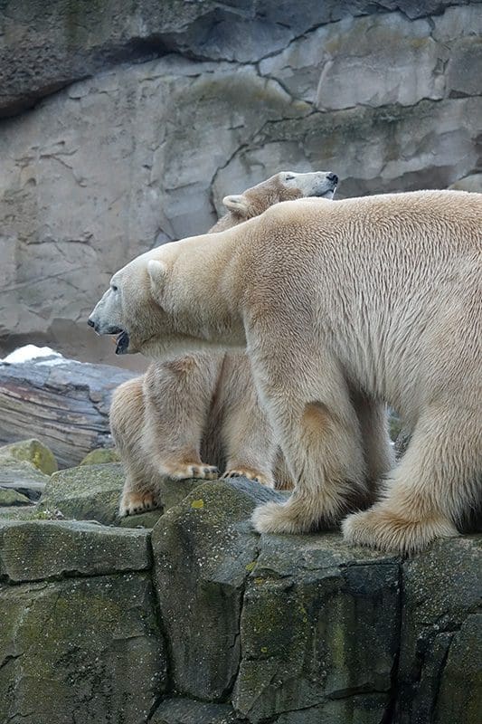 Eisbären im Hafenzoo von Bremerhaven