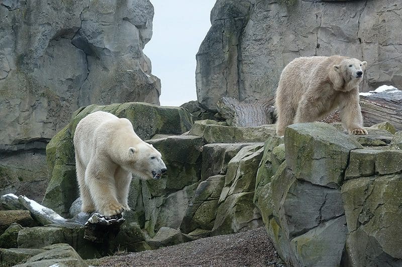 Die Eisbären im Zoo von Bremerhaven fühlten sich bei diesem Wetter richtig wohl.