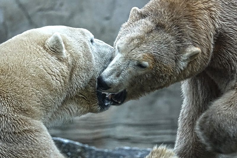 Küssende Eisbären