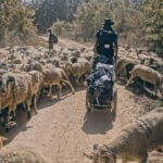 Franz Bujor untwrwegs mit einer Schafsherde