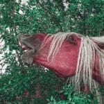 Ein fröhliches Pferd zeigte sich auf der Weltreise