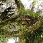 Abstrakt gewachsener, neuseeländischer Baum