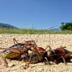 Kanibalismus unter Insekten