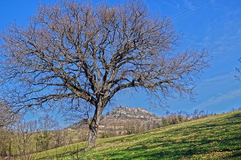 Heilen an Bäumen üben, um die Energie kennen lernen zu können