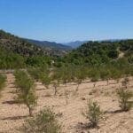 olivenabaumplantage