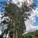 riesen eukalyptusbaum