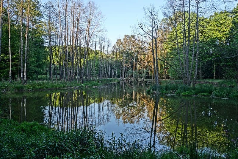 Die Wildnisschule kann für mehr Harmonie in der Umwelt sorgen