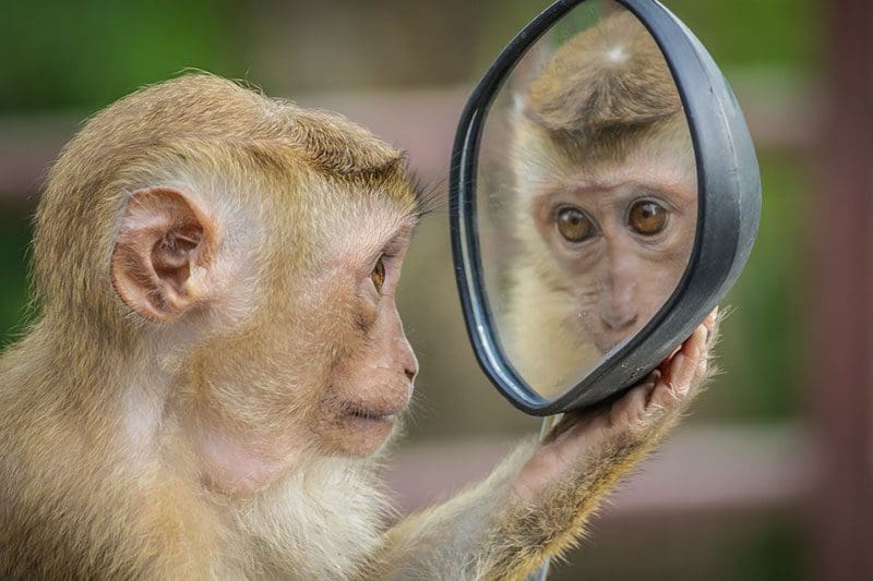 Alles im Leben ist ein Spiegel, deshalb tragt keine Masken und erklärt aufrichtig euren Standpunkt.