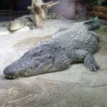 Entspannter Aligator