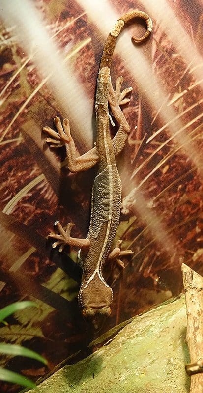 Geckos unterkühlen doch eher schnell.