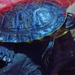 Glattrücken Langhals Schildkröte