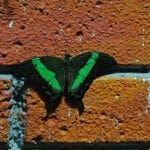 Grünschwarzer Schmetterling