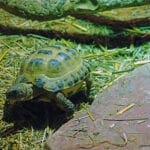 Landschildkröte
