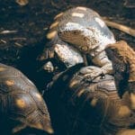 Leguan nutzt Schildkröte als Taxi