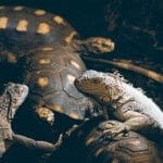 Leguane und Schildkröten