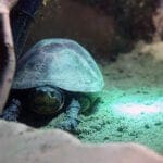 Schildkröte im Terrarium
