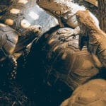 Schildkröte mit Leguan auf deM rücken