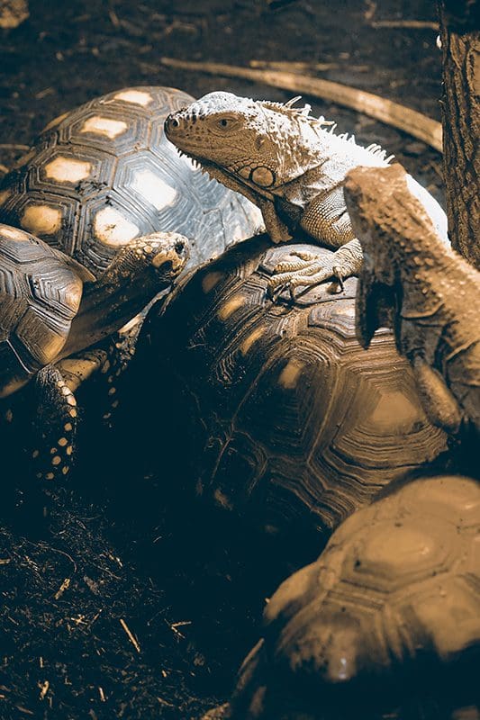 Die Schildkröte bekommt von dem Leguan auf dem Rücken auch bald Rückenschmerzen