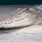 Schlafendes Krokodil
