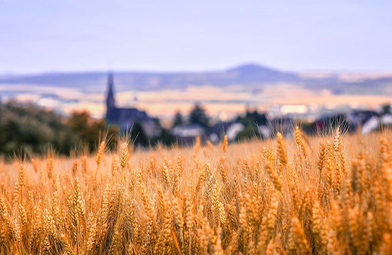 Hügelland und Agrarwirtschaft in der Pfalz