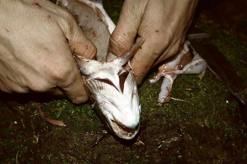 Einen Fisch ausnehmen
