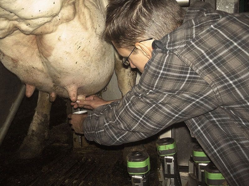 Franz Bujor beim Melken einer Kuh