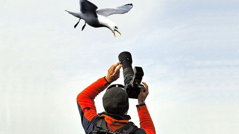 Heiko Gärtner: Vogel Fotografie auf Island