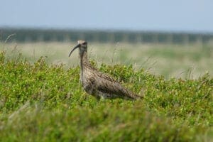 grosser brachvogel