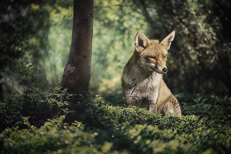 Wilde Tiere in Europa wie der Rotfuchs